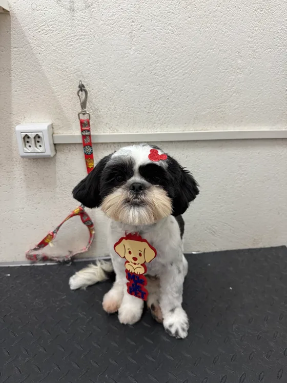 Pet preto e branco com pelo curto e bandana estampada