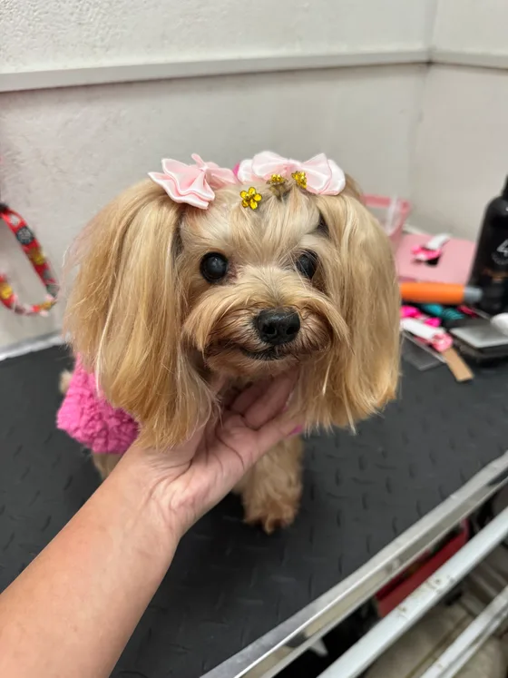 Yorkshire dourado com laços rosa, apoiando o rosto na mão da Lu