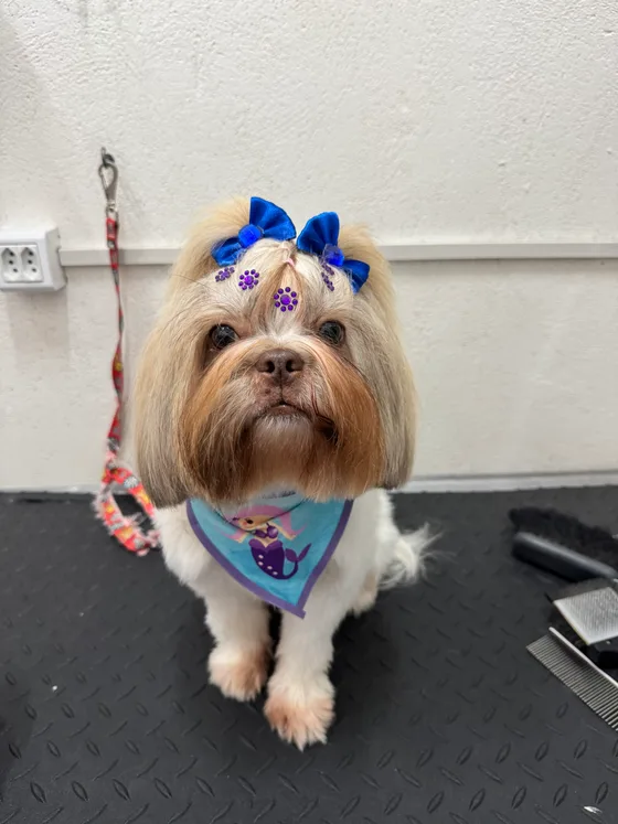Yorkshire com laços azuis e bandana combinando