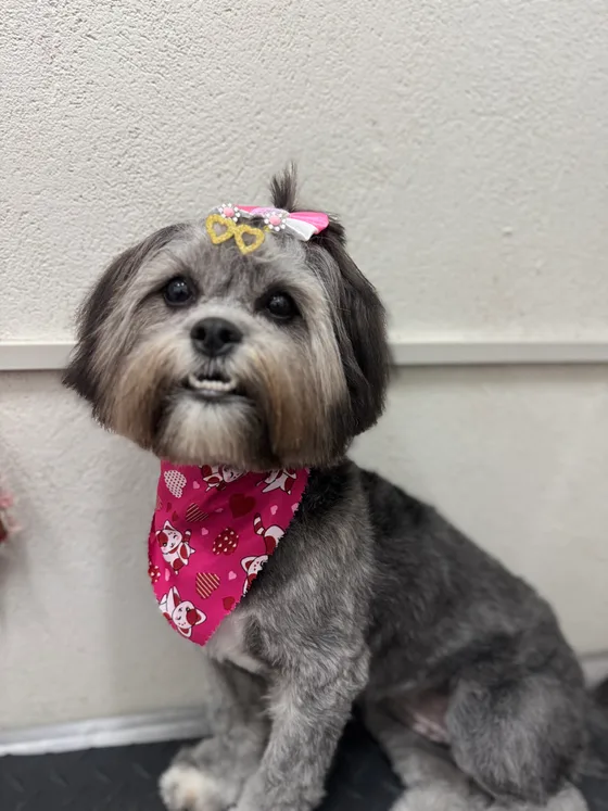 Pet cinza com acabamento no rosto e bandana rosa