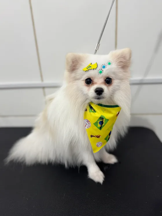 Pet branco de orelhas em pé e gravatinha amarela