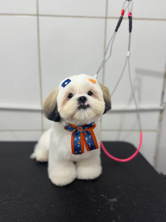 Pet branco com orelhas castanhas e gravatinha azul