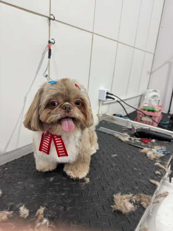 Pet de pelagem clara com acabamento no corpo e gravata vermelha