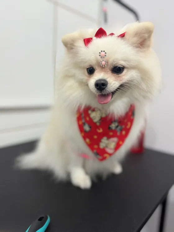 Pet branco de pelagem cheia com bandana vermelha