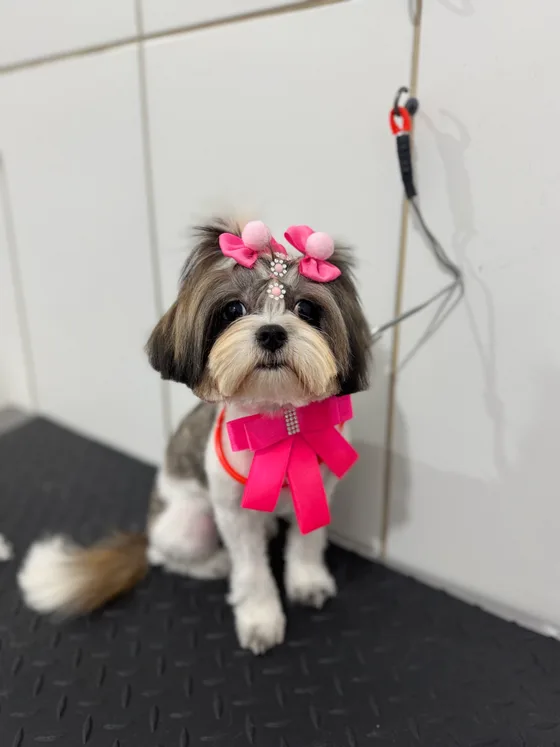 Pet branco e castanho com laço rosa no pescoço