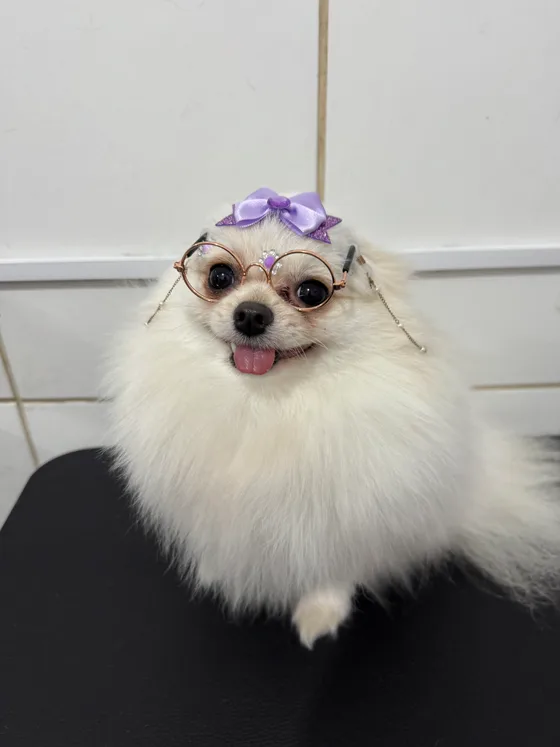 Pet de pelagem branca e volumosa com laços lilás