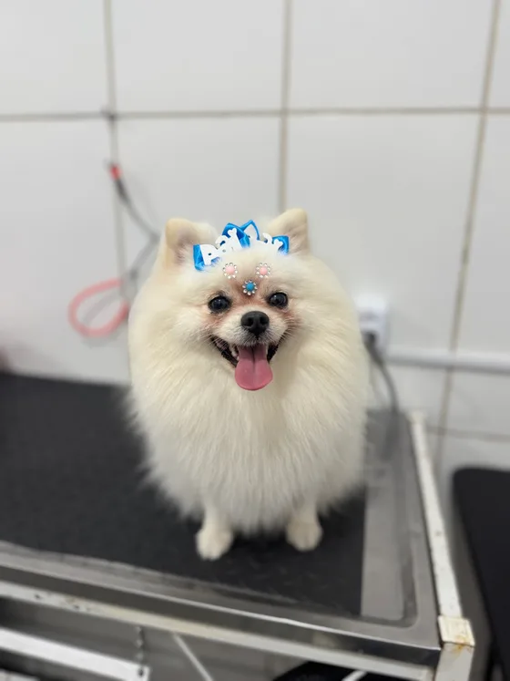 Pet branco com pelagem volumosa e laços azuis