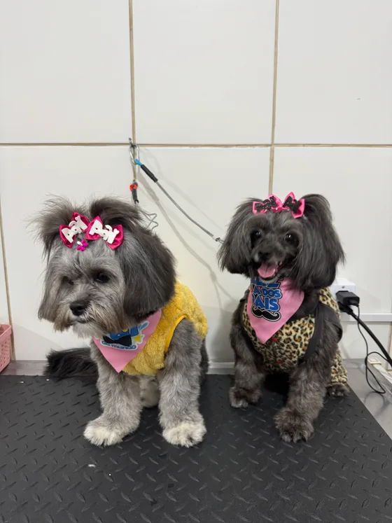 Dois pets de pelagem cinza juntos na mesa, com laços e bandanas