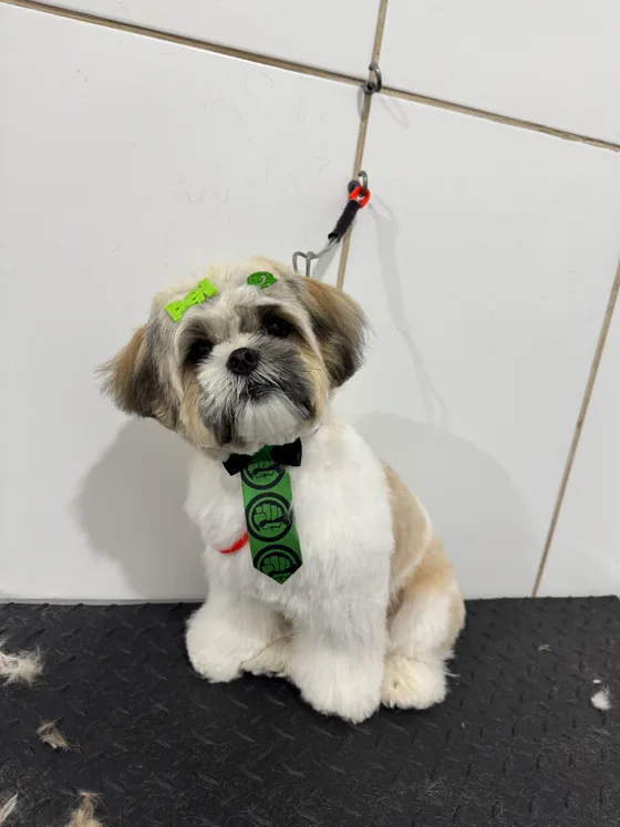 Pet branco com tosa no corpo e gravata verde