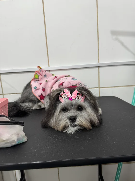 Pet cinza descansando o queixo na mesa, usando acessórios rosa