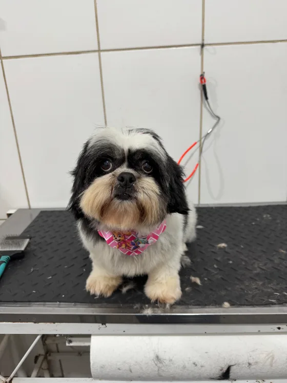 Pet preto e branco com tosa no corpo e bandana rosa