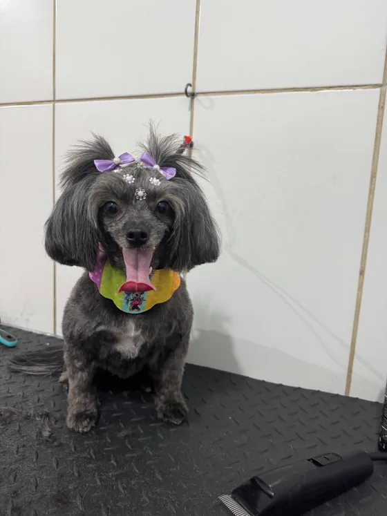 Pet de pelo escuro, orelhas compridas e bandana amarela
