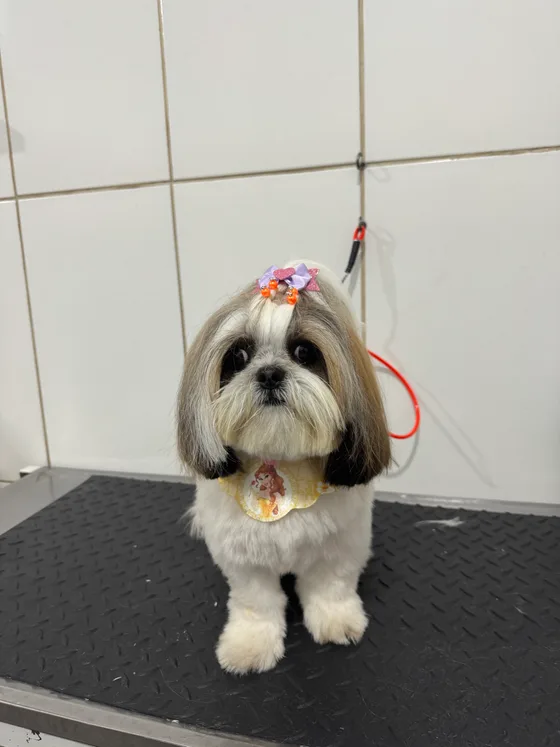 Pet branco e cinza com orelhas compridas e rostinho aparado