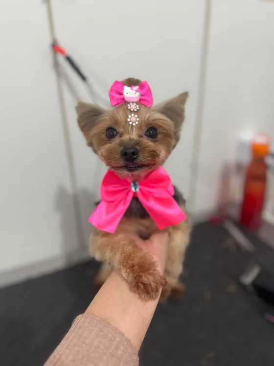 Yorkshire com um laço rosa grande e orelhas em pé