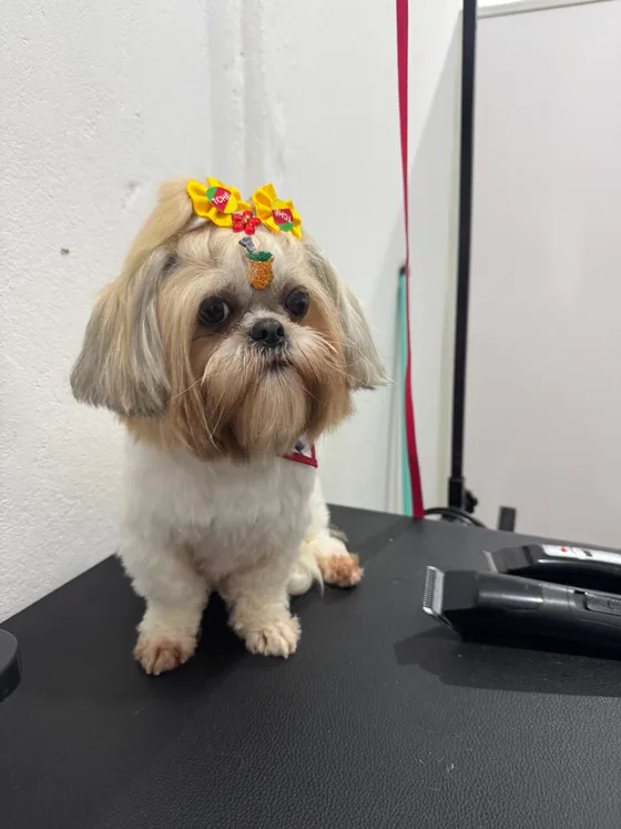 Pet dourado e branco com rostinho arredondado e laços amarelos