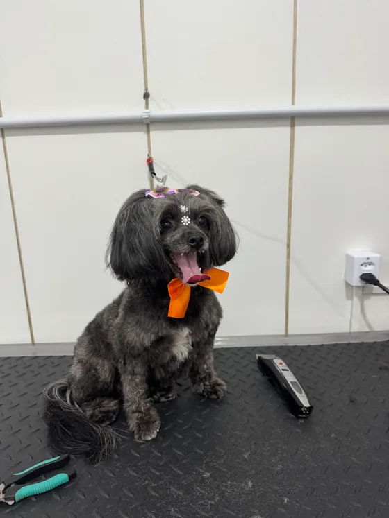 Pet preto com tosa no corpo e laço laranja