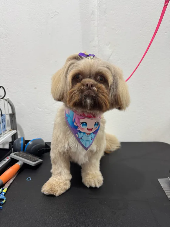 Pet de pelagem castanha com orelhas arredondadas e bandana azul