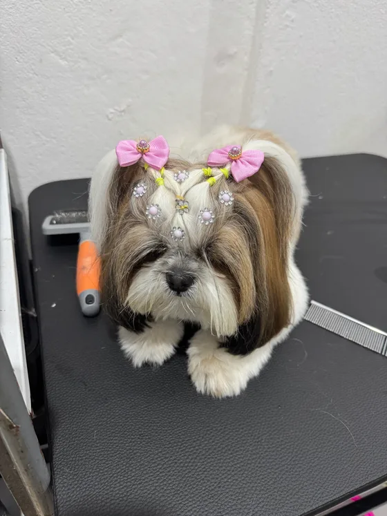 Vista do penteado de um pet com laços rosa e orelhas longas