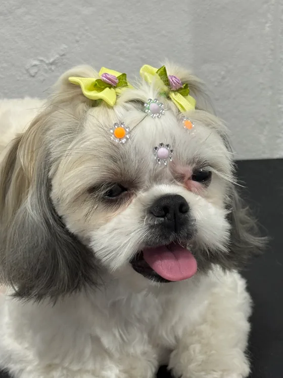 Rostinho de um pet branco e cinza com enfeites amarelos