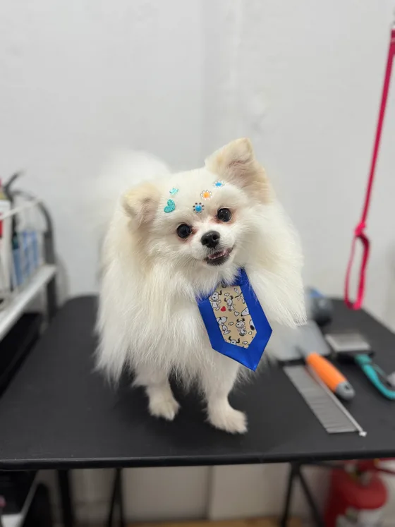 Pet branco de pelo volumoso e gravatinha azul