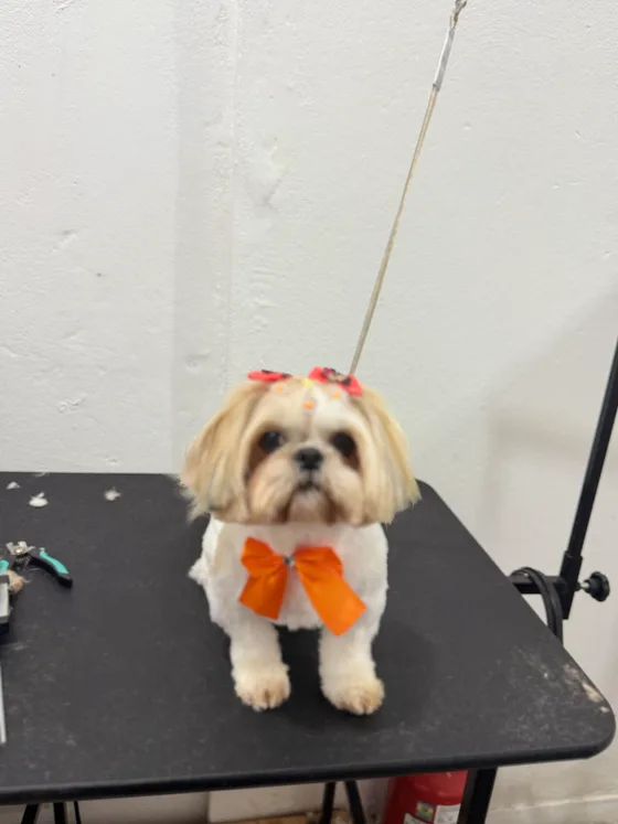 Pet branco e dourado com laço laranja no pescoço