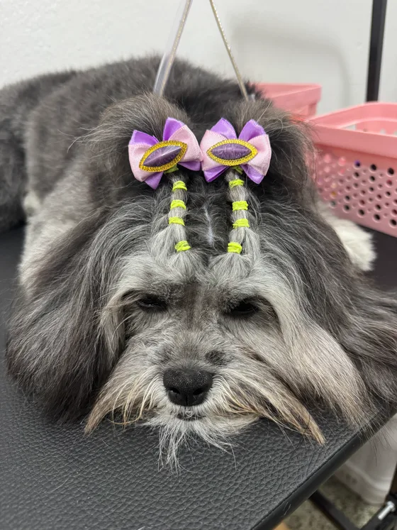 Detalhe dos laços lilás e do acabamento no rosto de um pet cinza