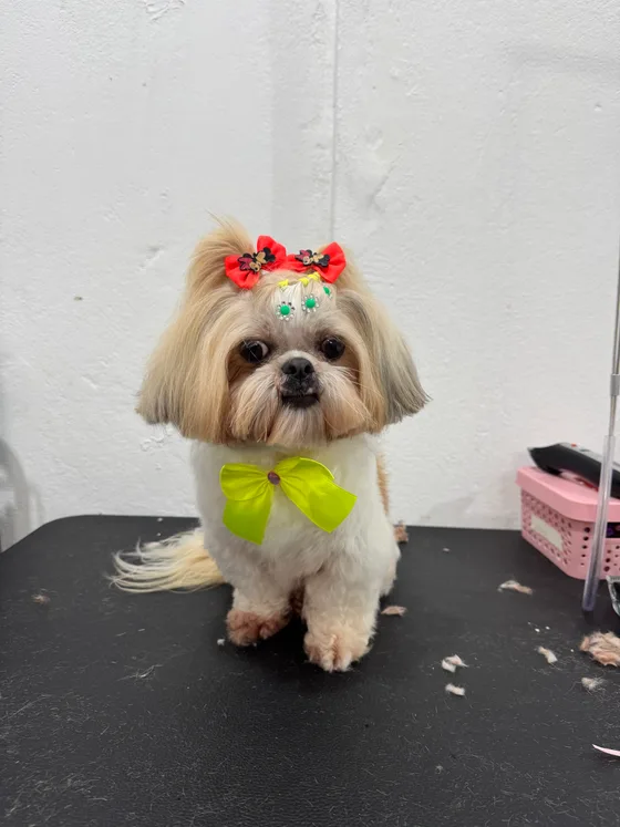 Pet branco e dourado com laço verde e enfeites vermelhos