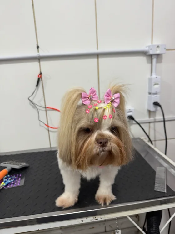 Yorkshire de pelo dourado com orelhas longas e laços rosa