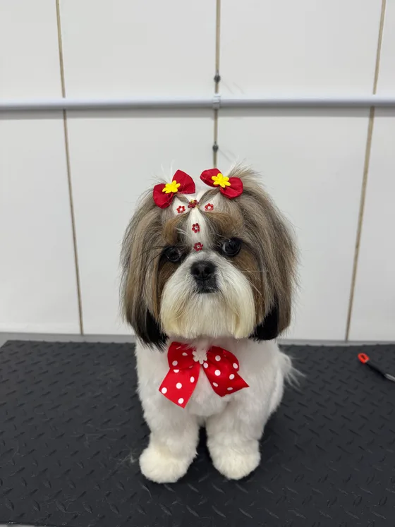Pet branco e cinza com pelo liso, laços e gravata vermelhos