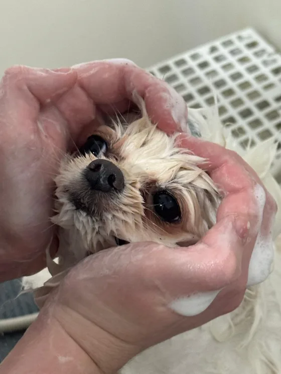 Rostinho de um pet apoiado nas mãos da Lu durante o banho