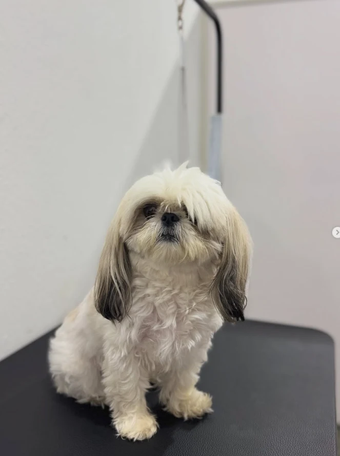 Belinha antes da tosa