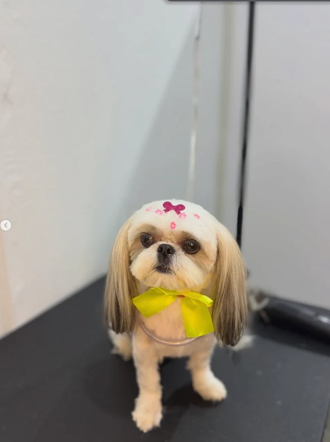 Belinha depois da tosa baixa